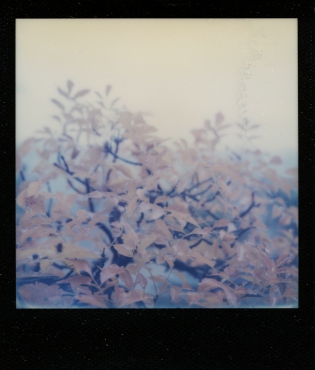 arbre - 100€TTC Polaroid original de François Rastoll signé au dos
couleur
Référence  : projet077