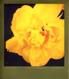 Fleur 3 - 100€ TTC Polaroid original de François Rastoll signé au dos
couleur
Référence  : projet080