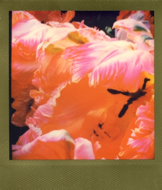Fleur 1 - 100€ TTC Polaroid original de François Rastoll signé au dos
couleur
Référence  : projet078