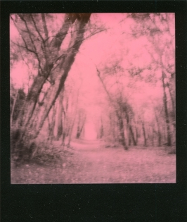 Dans les bois - 100€ TTC Polaroid original de François Rastoll signé au dos
couleur
Référence  : projet114