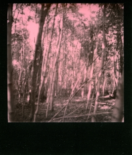 Dans les bois - 100€ TTC Polaroid original de François Rastoll signé au dos
couleur
Référence  : projet111