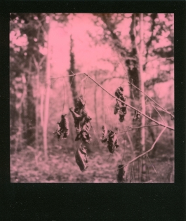 Dans les bois - 100€ TTC Polaroid original de François Rastoll signé au dos
couleur
Référence  : projet113