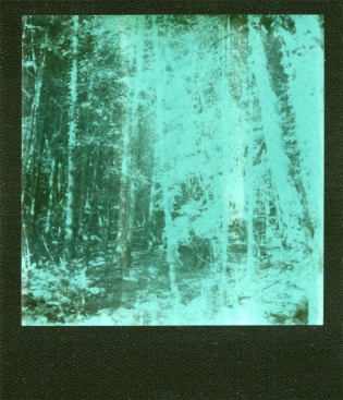 Dans les bois - 100€ TTC Polaroid original de François Rastoll signé au dos
couleur
Référence  : projet120