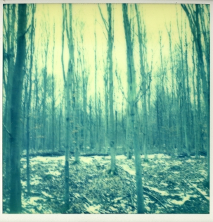 A forest - 100€ TTC Polaroid original de François Rastoll signé au dos
couleur
Référence  : projet141