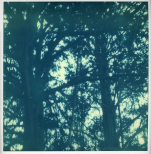 Forêt - 100€ TTC Polaroid original de François Rastoll signé au dos
couleur
Référence  : projet136