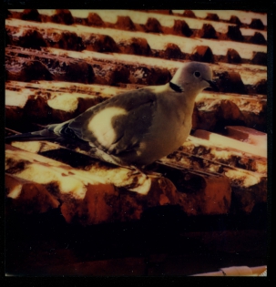 La paloma de papá - 100€TTC Polaroid original de François Rastoll signé au dos
couleur
Référence  : projet147